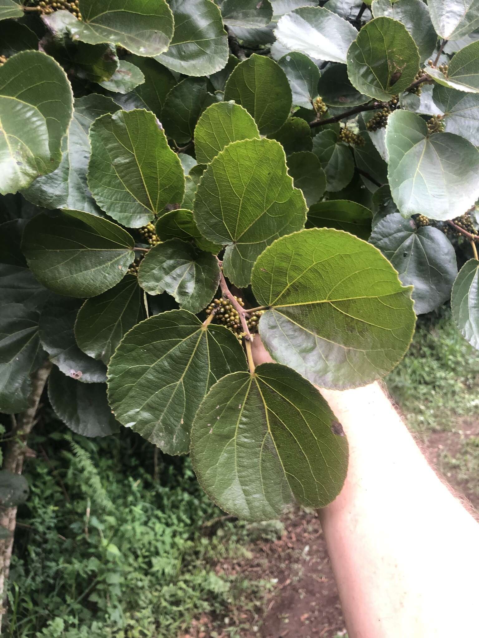 Image of Mulberry leaf