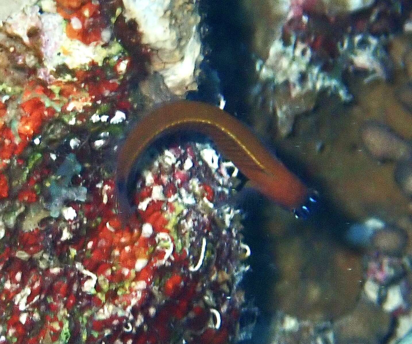 Image of Aron's Blenny