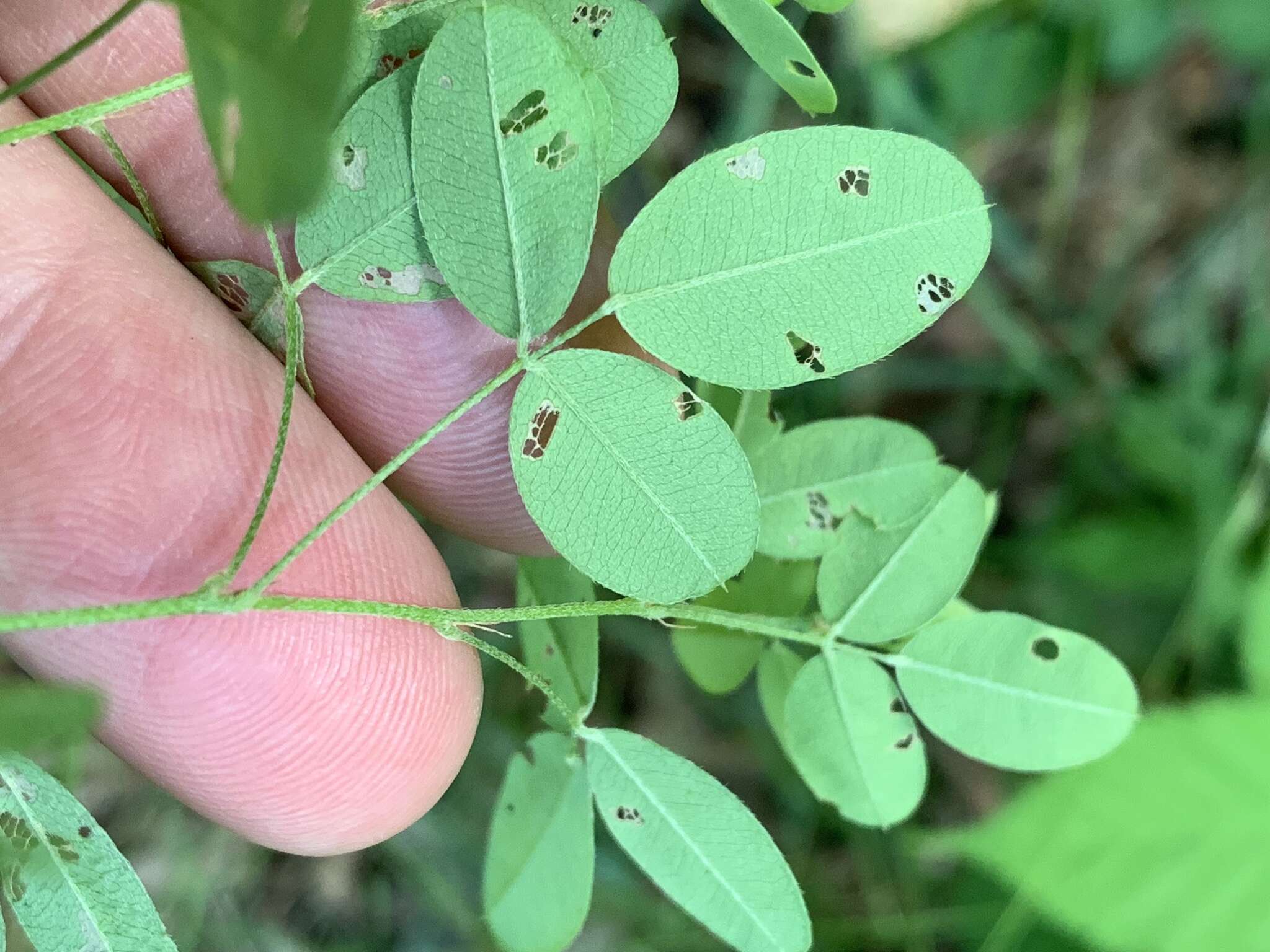 Image of violet lespedeza