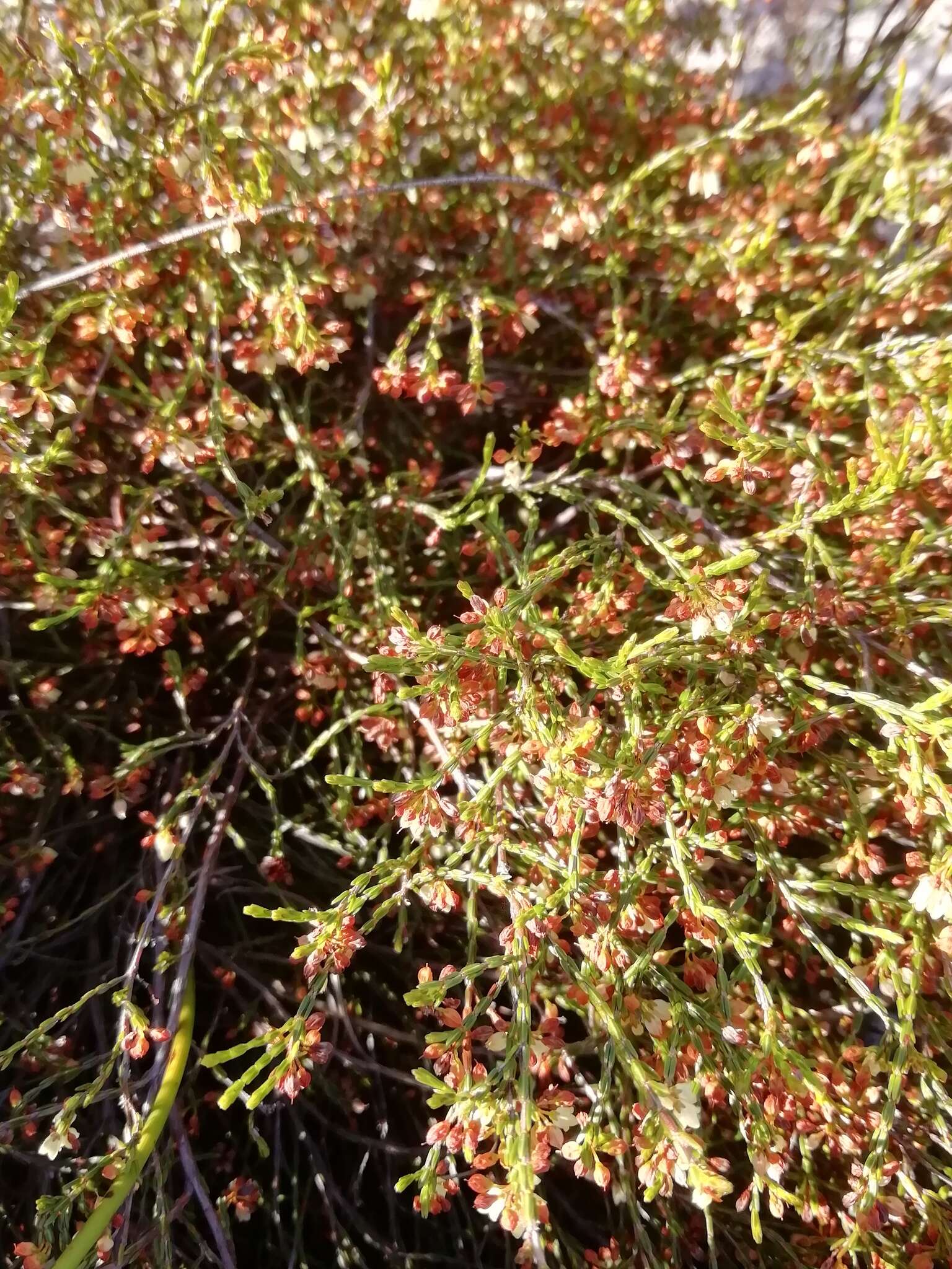 Image of Erica multiflexuosa E. G. H. Oliver