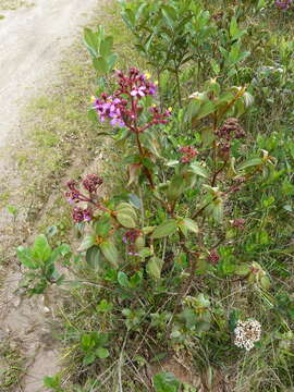 Plancia ëd Monochaetum multiflorum (Bonpl.) Naud.