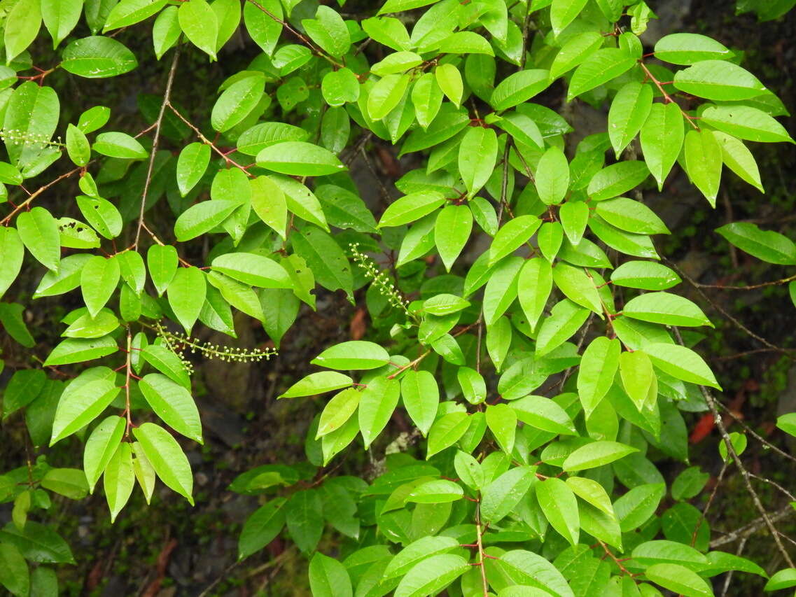 Imagem de Prunus obtusata Koehne