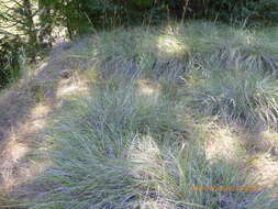 Image of deergrass