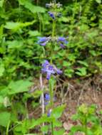 Image of sulphur penstemon