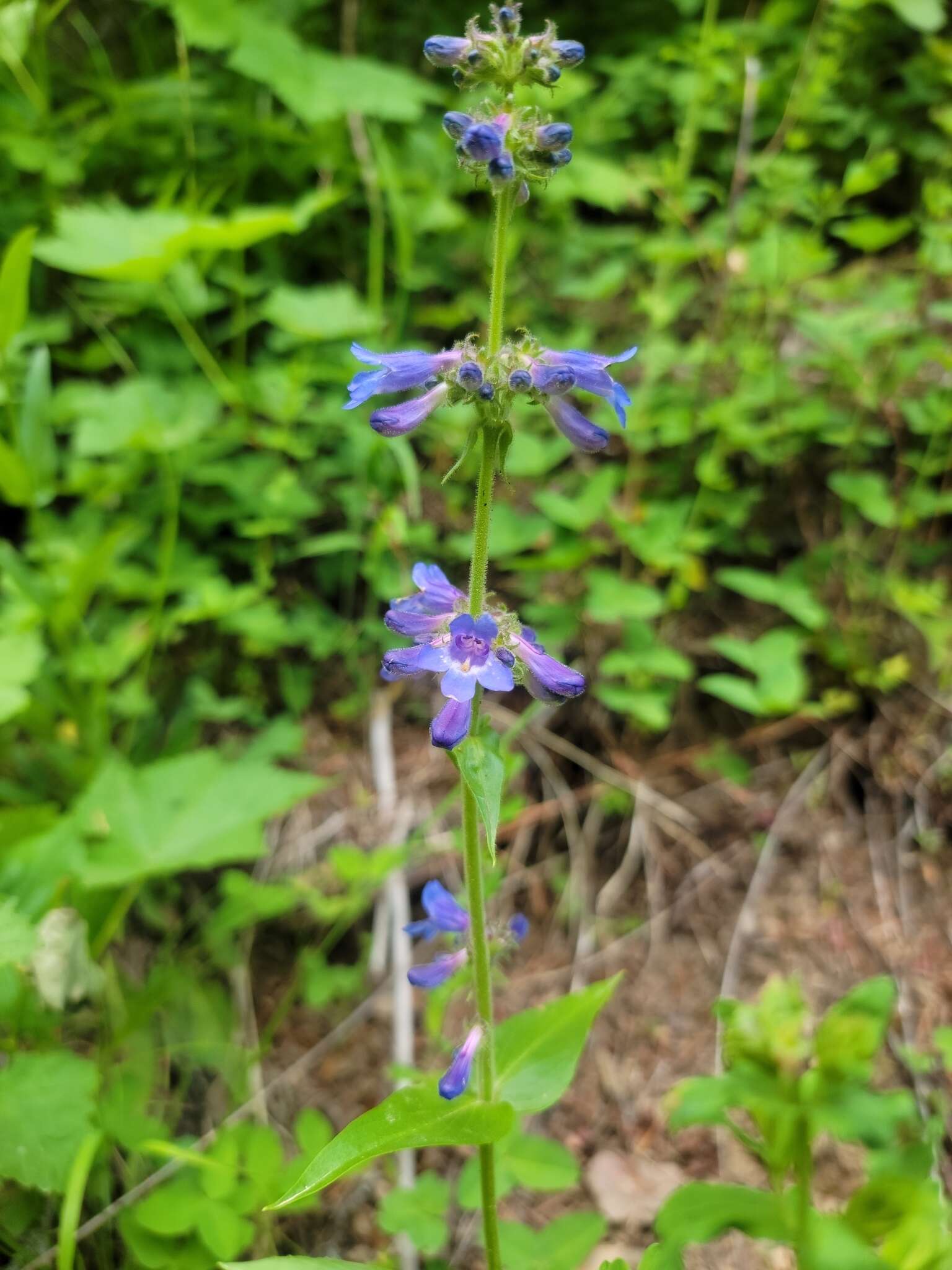 Image of sulphur penstemon