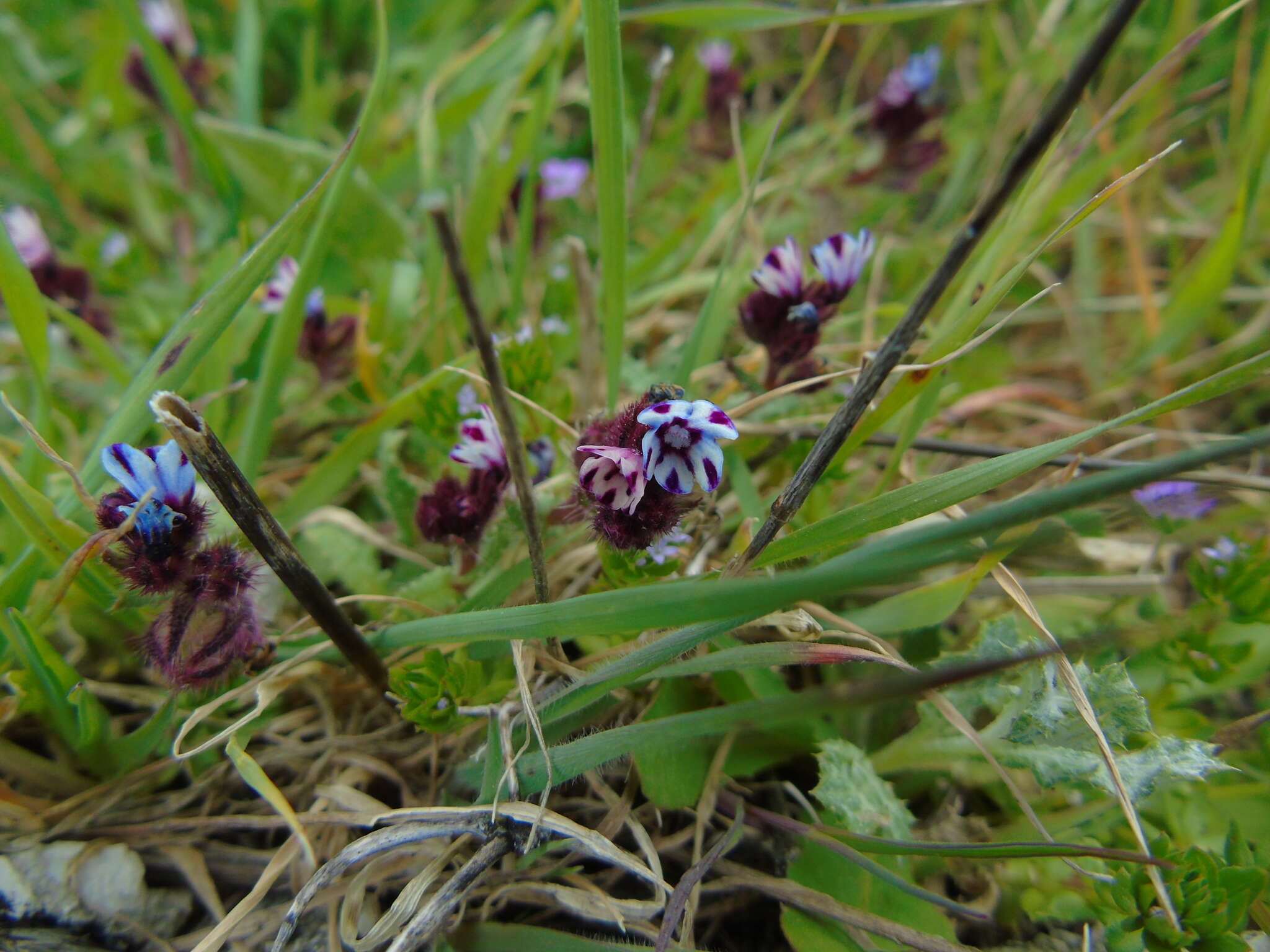 Image de Anchusella variegata (L.) M. Bigazzi, E. Nardi & F. Selvi