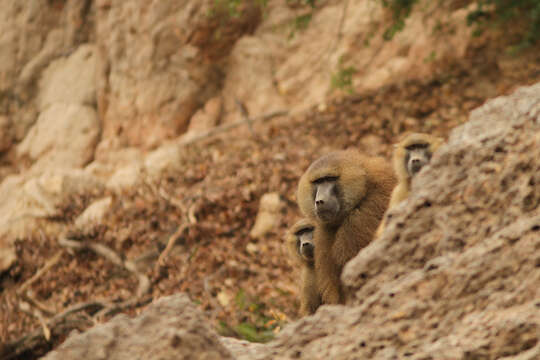 Image of Guinea Baboon