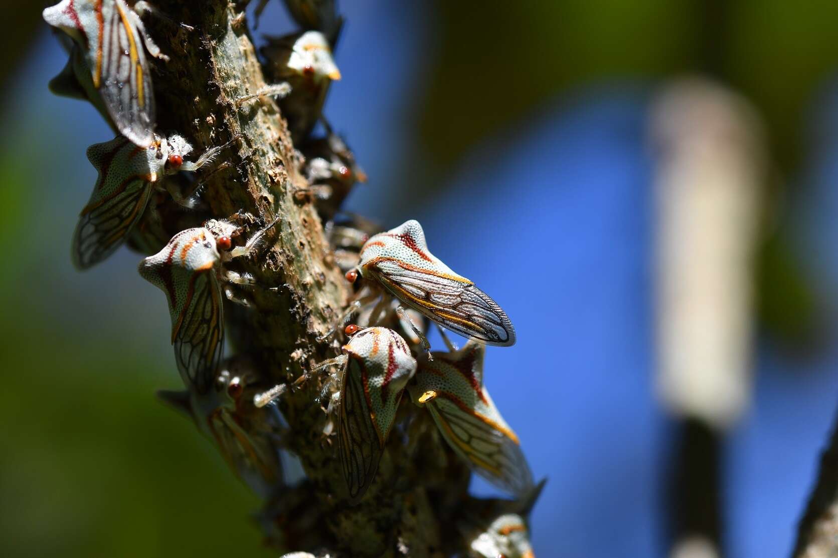 Imagem de Platycotis (Lophopelta) tuberculata Fairmaire 1846