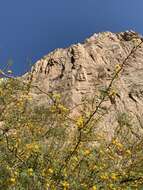 Image de Vachellia farnesiana var. farnesiana