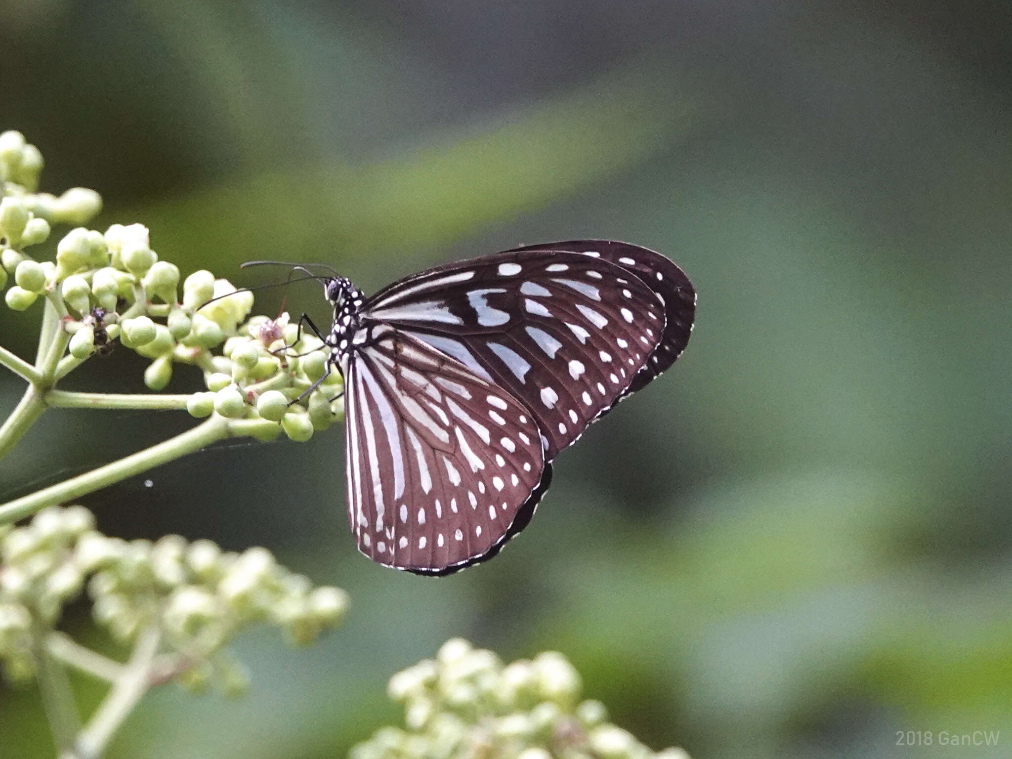 Image of Ideopsis vulgaris Butler 1874