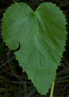 Image of heartleaf noseburn