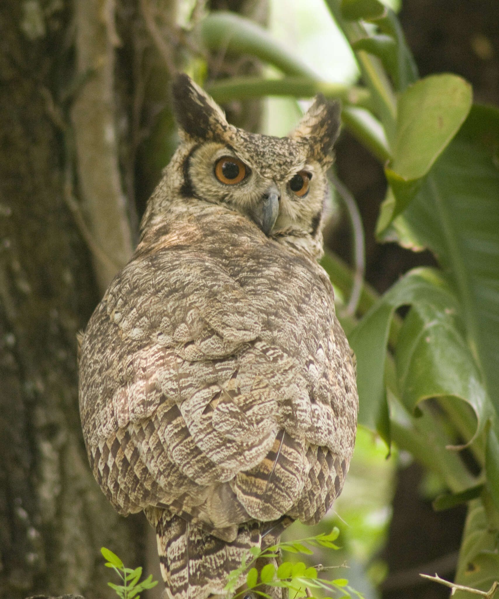 Image of Eagle-owls