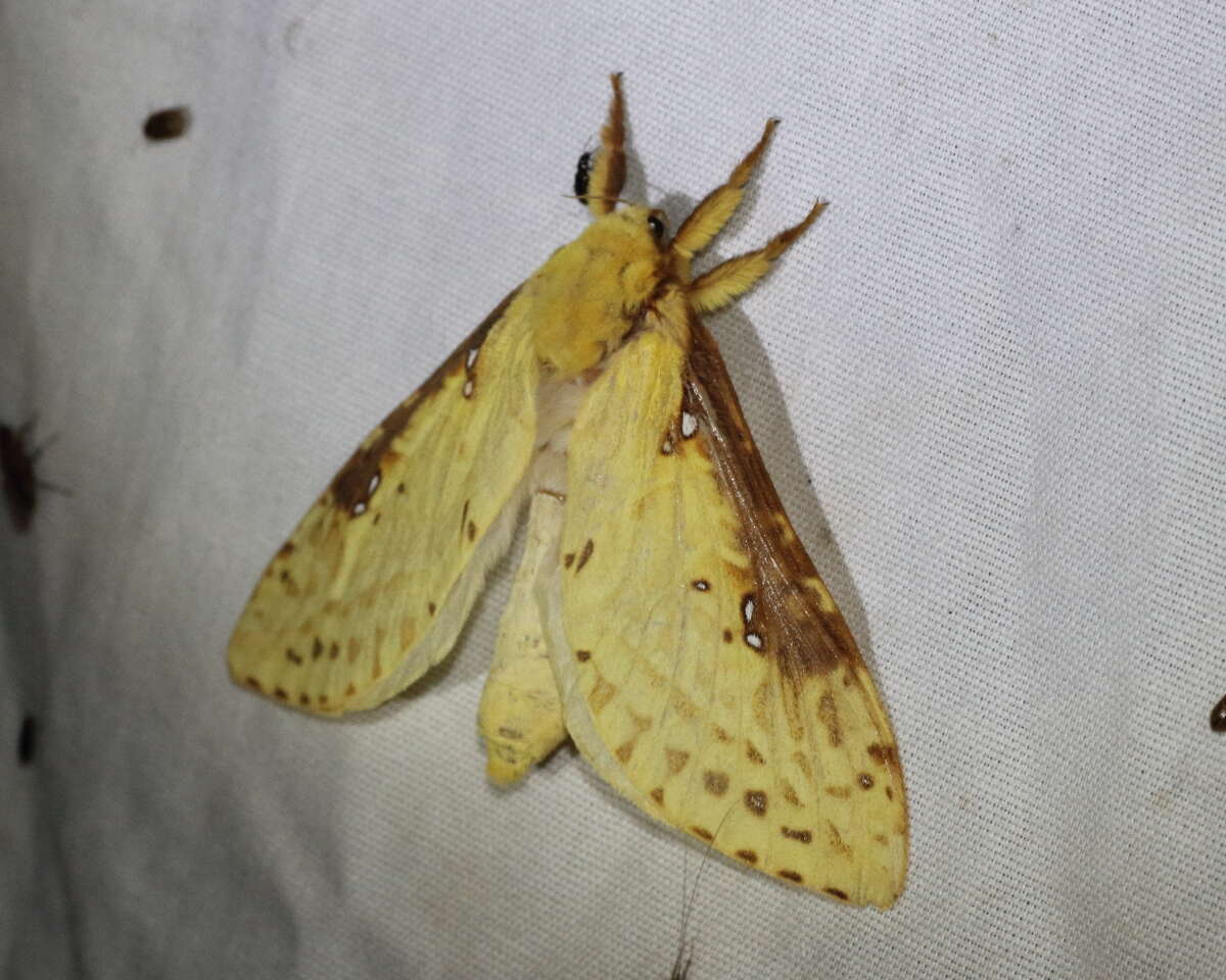 Image of Willow Ghost Moth