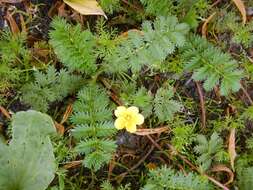 Image of Pacific silverweed