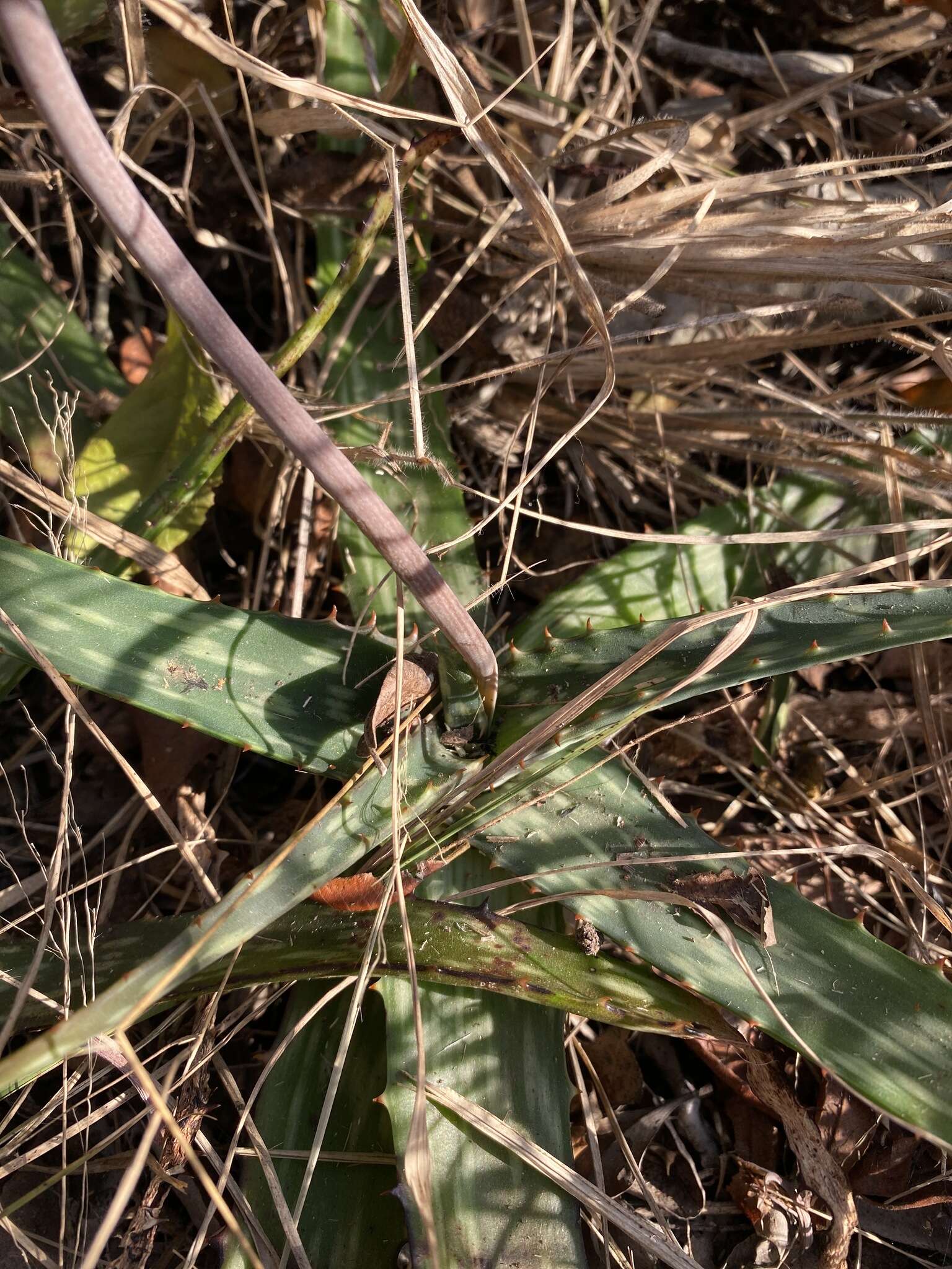 Image of Aloe monteiroi Baker