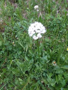 Image of Clustered Valerian