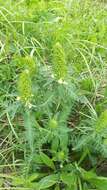 Image of Pedicularis kaufmannii Pinzger