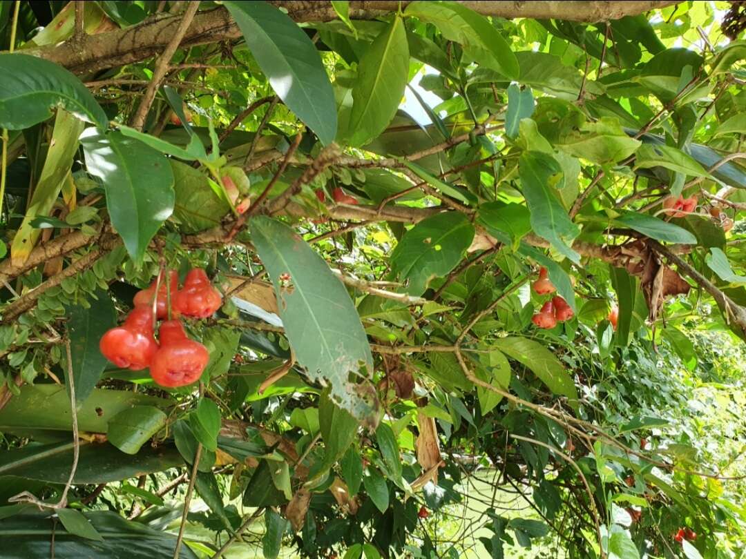 Imagem de Syzygium samarangense (Bl.) Merr. & L. M. Perry