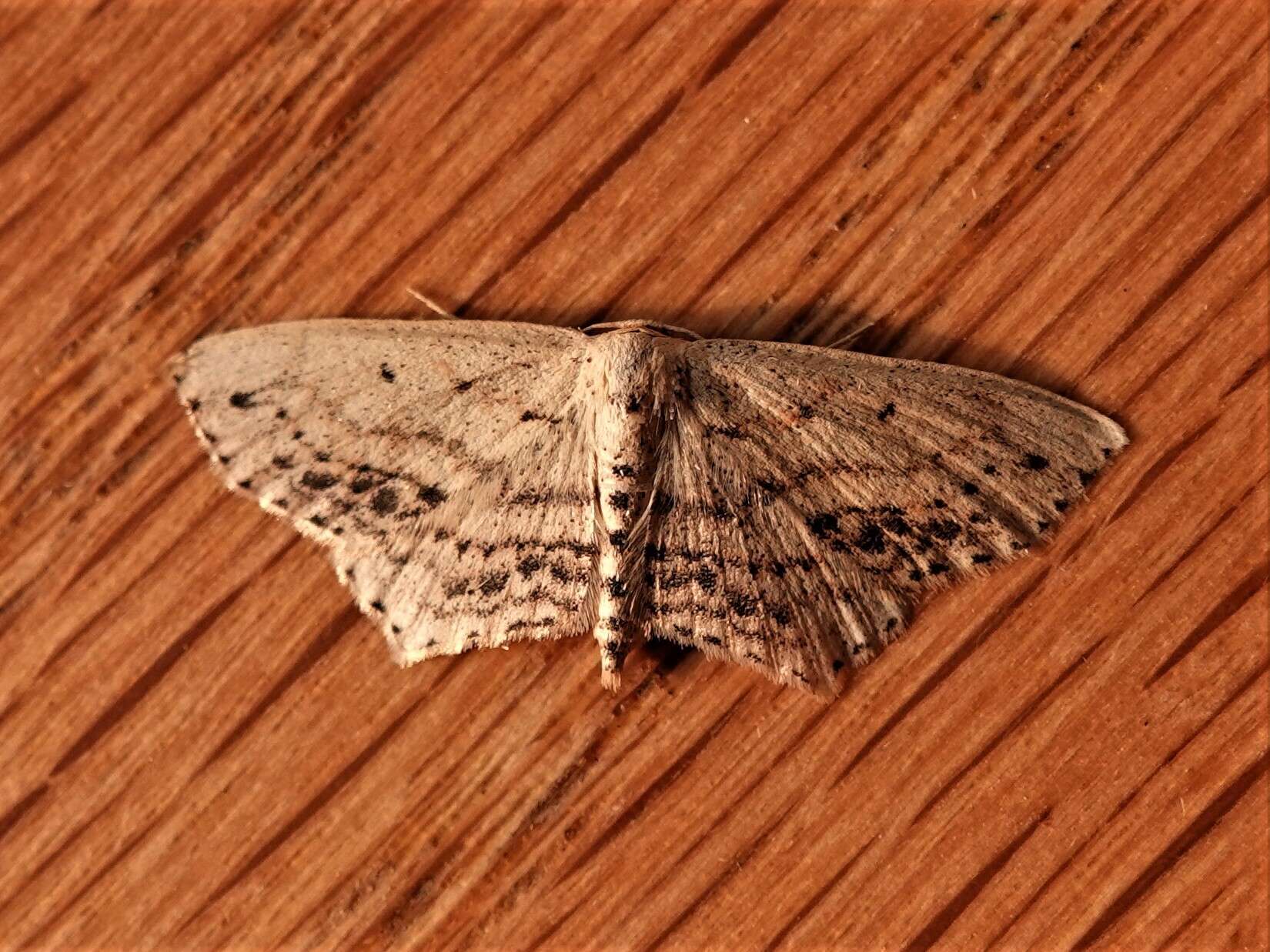 Image of Frosted Tan Wave Moth