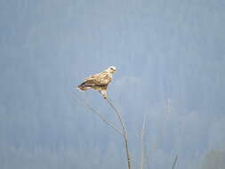 Image of Buteo lagopus sanctijohannis (Gmelin & JF 1788)