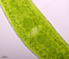 Image of Closterium moniliferum