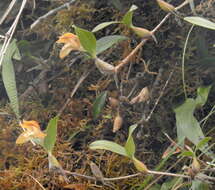 Слика од Dendrobium rotundatum (Lindl.) Hook. fil.