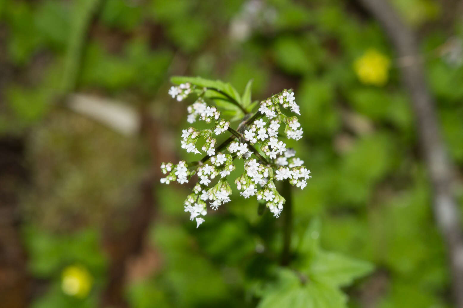 Image of Valeriana flaccidissima Maxim.