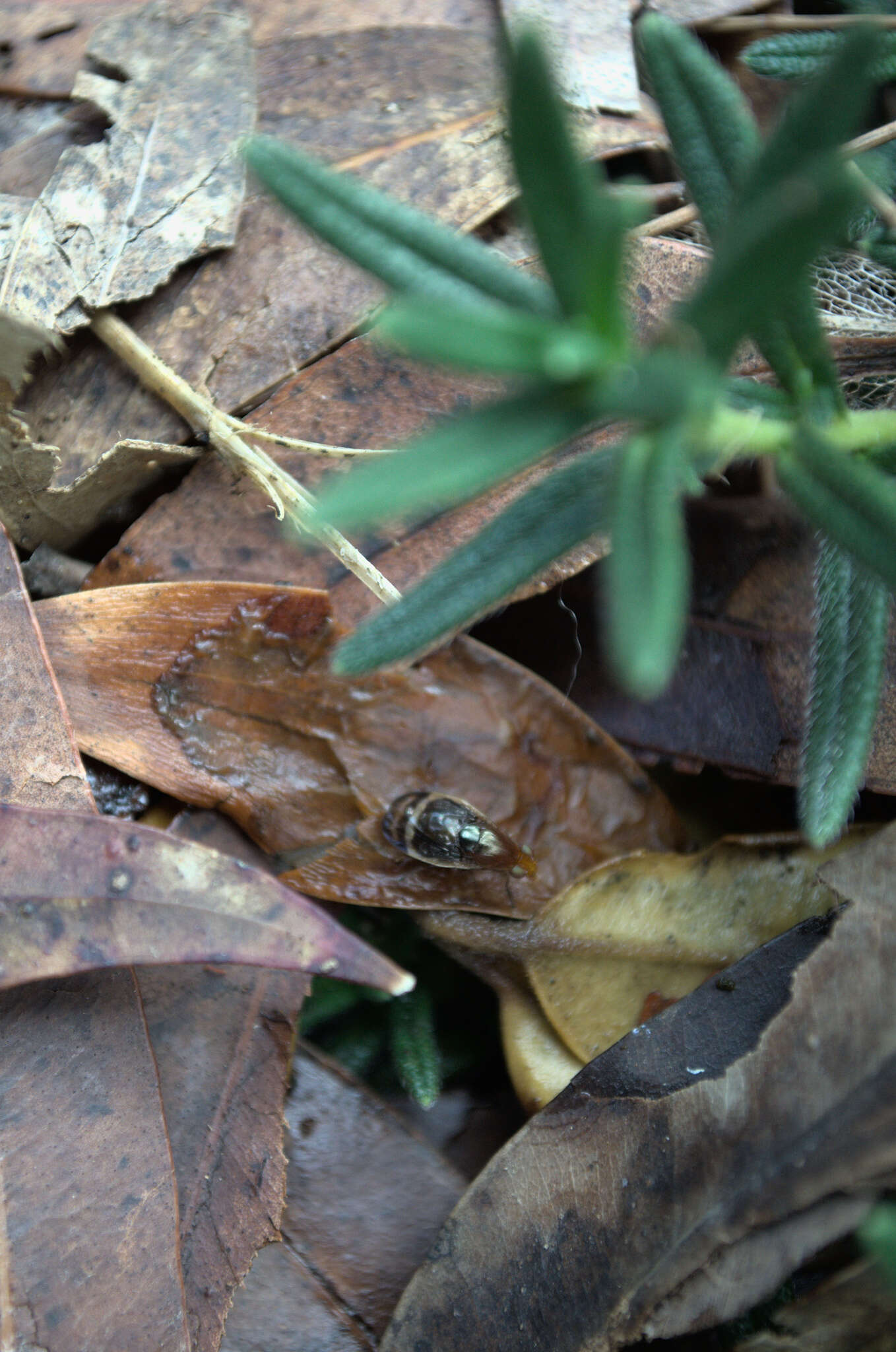 Image of Depressa striatipennis Malloch 1927