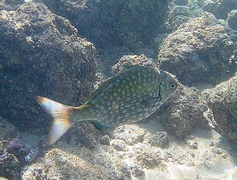 Image of Brassy chub