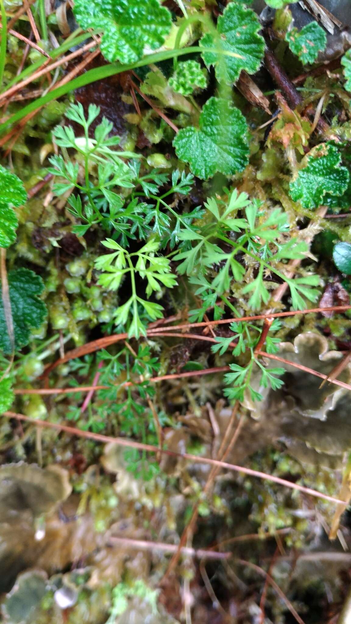 Imagem de Chaerophyllum involucratum (Hayata) K. F. Chung