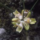 Image of Nemaconia dressleriana (Soto Arenas) Van den Berg, Salazar & Soto Arenas