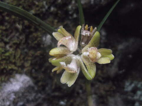 Plancia ëd Nemaconia dressleriana (Soto Arenas) Van den Berg, Salazar & Soto Arenas