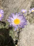 Image de Xylorhiza tortifolia (Torr. & A. Gray) Greene