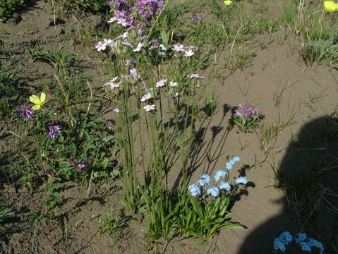 Image of Taimyr catchfly