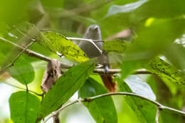 Image of Rufous-tailed Antwren