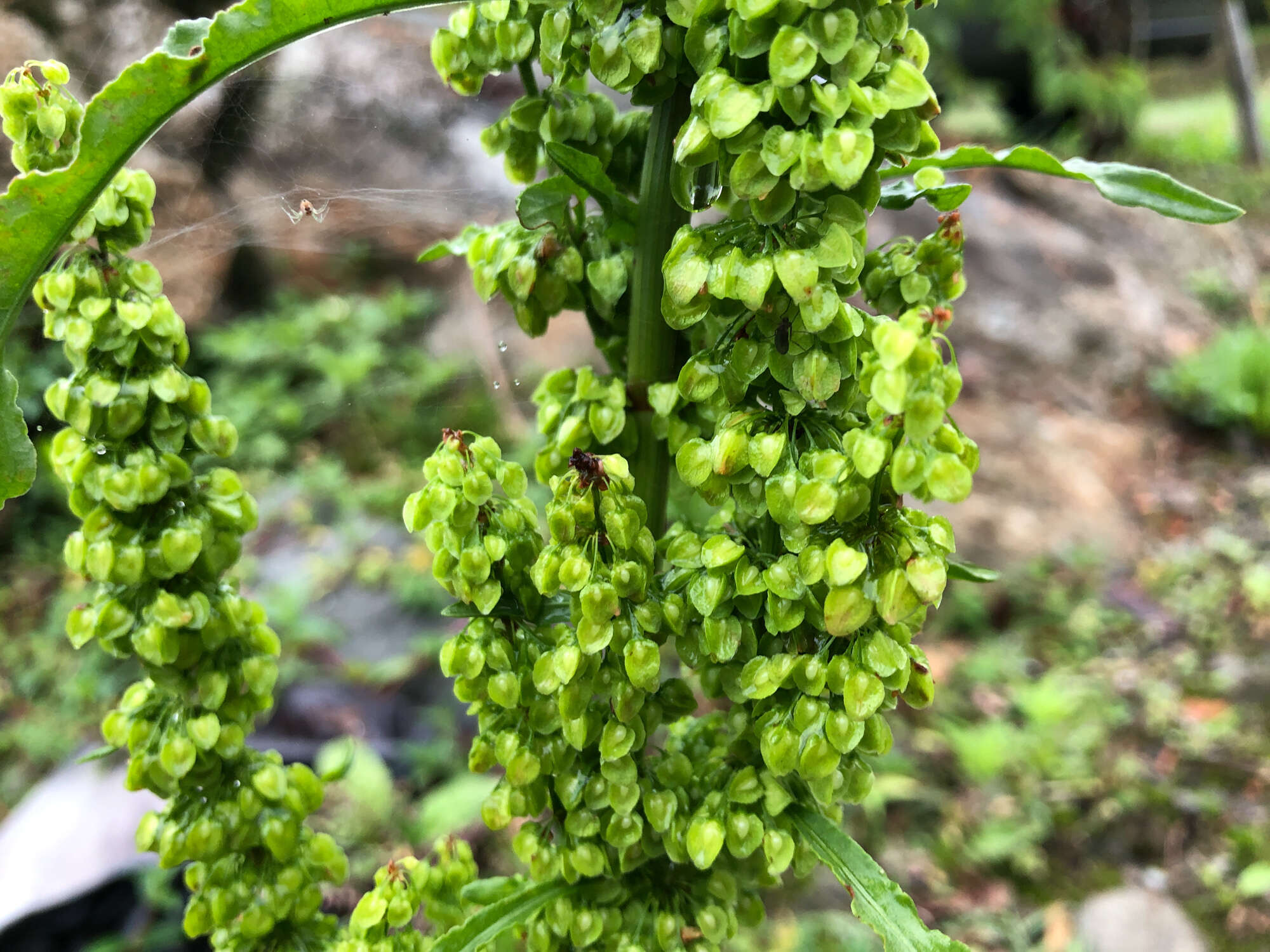 Imagem de Rumex japonicus Houtt.