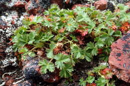 Image de Potentilla elegans Cham. & Schltdl.