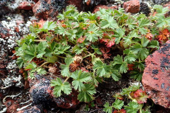 Image de Potentilla elegans Cham. & Schltdl.