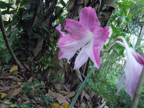 Image of Hippeastrum reticulatum (L'Hér.) Herb.