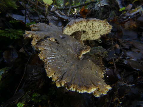 Image of Auriscalpium umbella Maas Geest. 1971