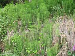 Image of Equisetum telmateia subsp. telmateia