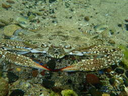 Image of Blue swimmer crab