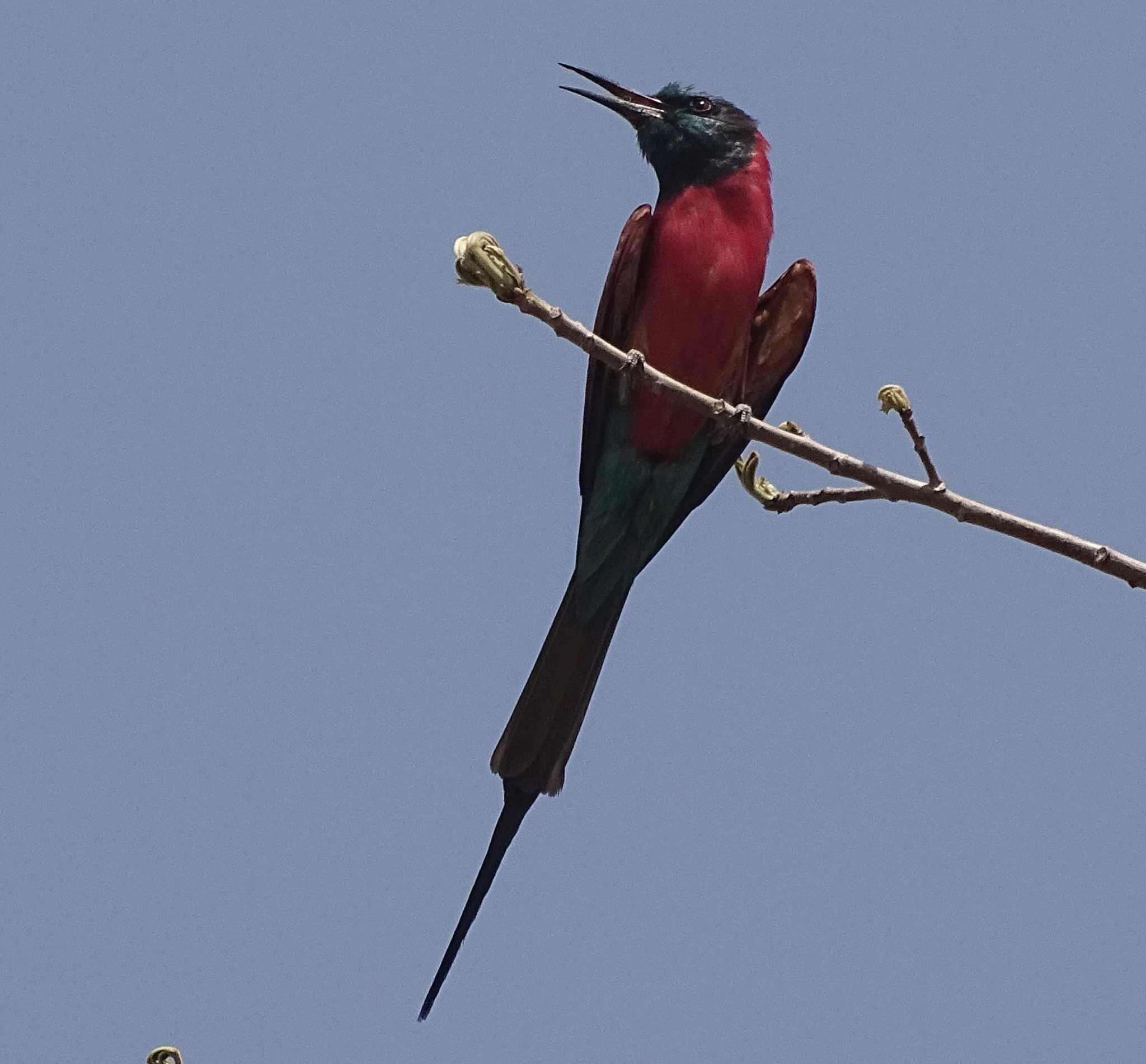 Image of Northern Carmine Bee-eater