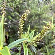 Image of Veronica corriganii (Carse) Garn.-Jones