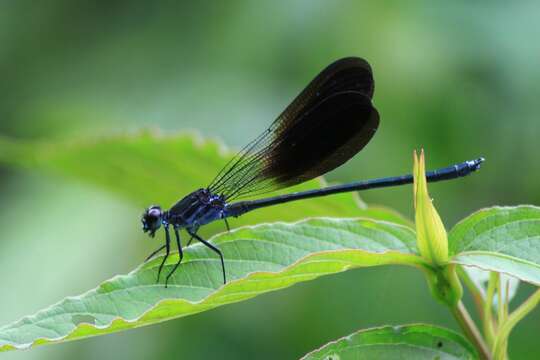 Imagem de Bayadera melanopteryx Ris 1912