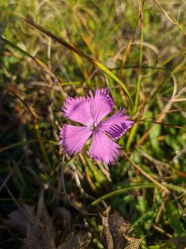 Слика од Dianthus gallicus Pers.