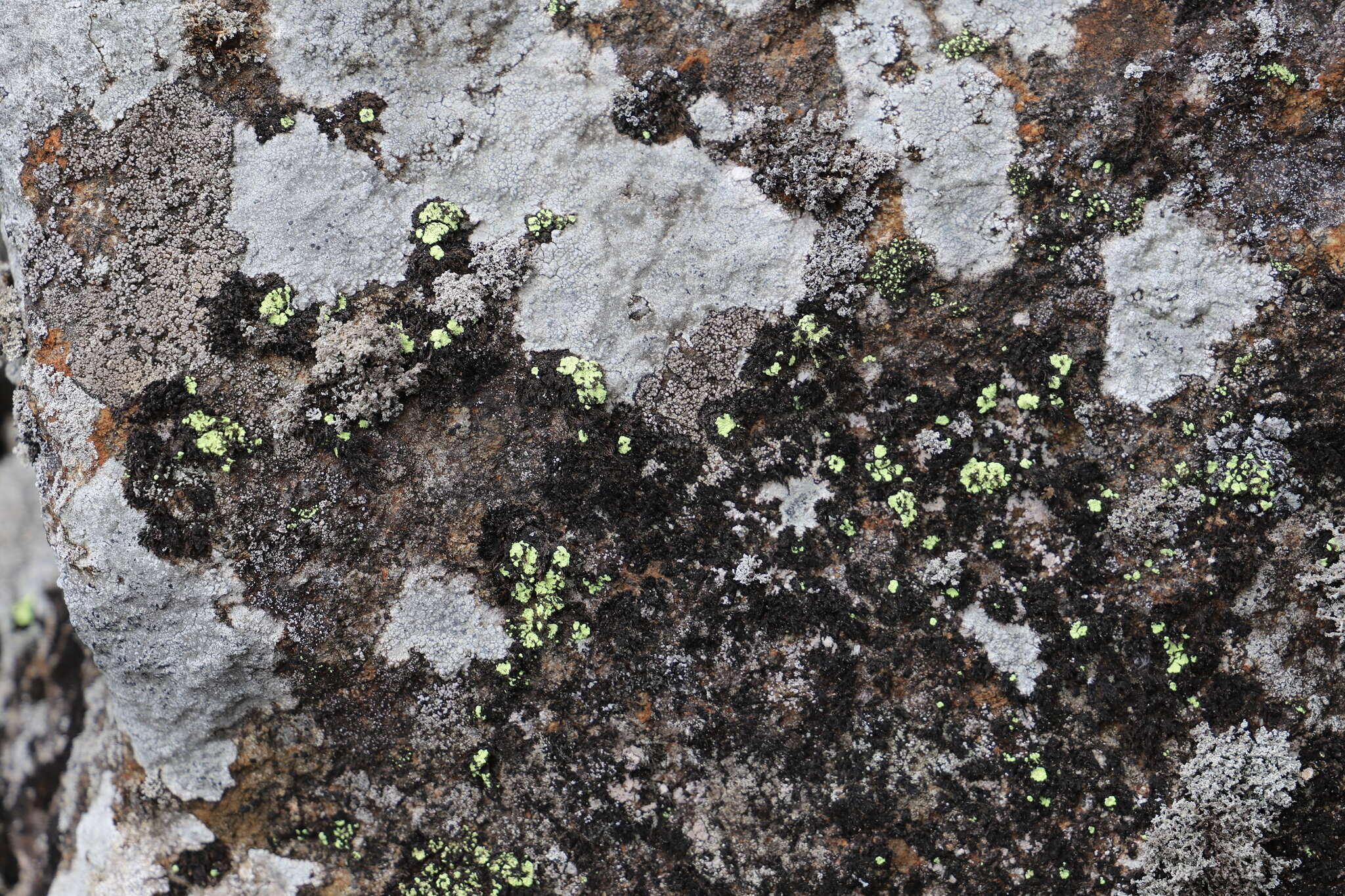 Imagem de Arthrorhaphis alpina (Schaer.) R. Sant.