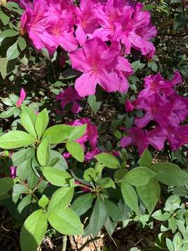 Image de Rhododendron indicum (L.) Sweet