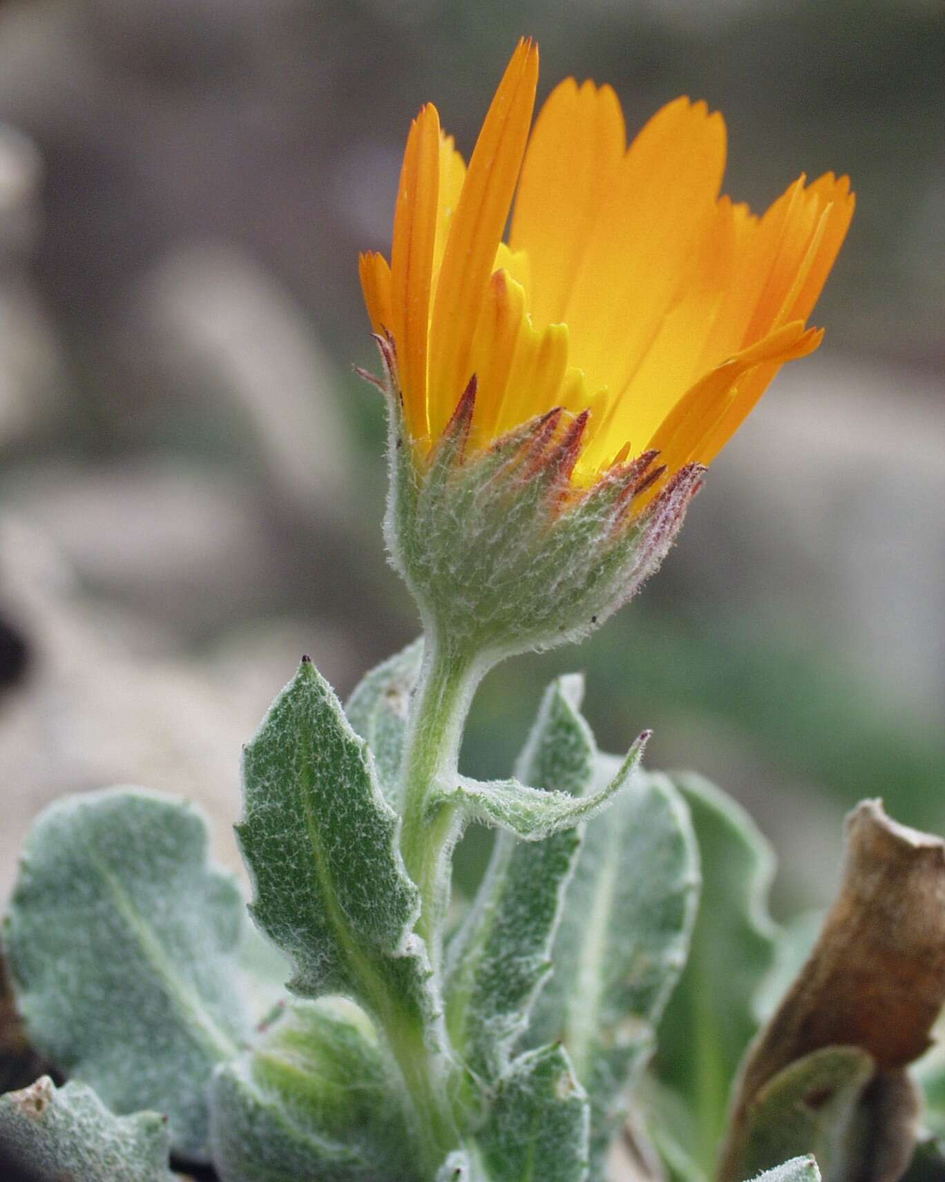 Image of Calendula suffruticosa Vahl