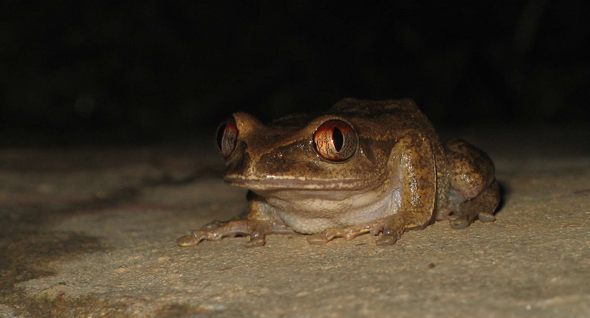 Image of Leptopelis spiritusnoctis Rödel 2007